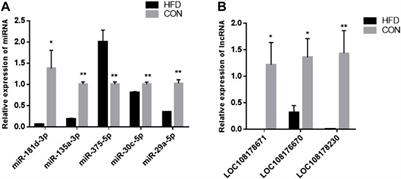 Combined analysis of differentially expressed lncRNAs and miRNAs in liver tissues of high-fat fed rabbits by transcriptome sequencing